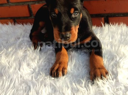 Çiftliğimizden Erkek Doberman Yavrularımız görsel