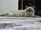 Yavru Kedi Cins Bluepoit