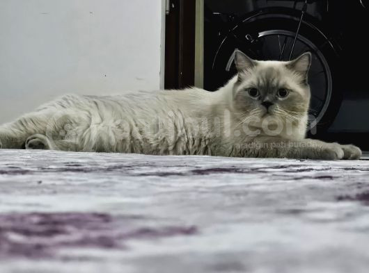 Yavru Kedi Cins Bluepoit görsel