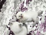 Yavru Kedi Cins Bluepoit