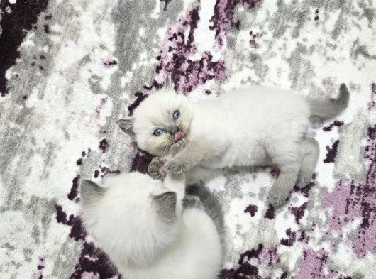 Yavru Kedi Cins Bluepoit görsel