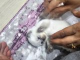 Yavru Kedi Cins Bluepoit