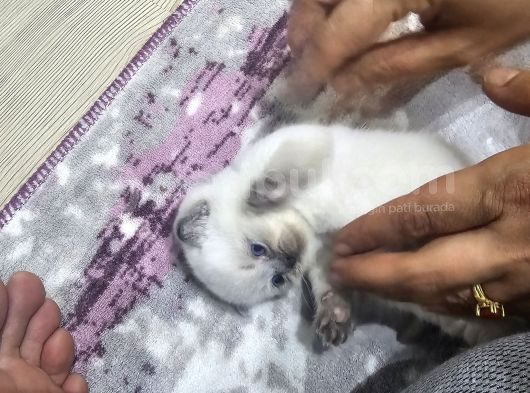 Yavru Kedi Cins Bluepoit görsel