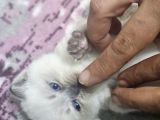 Yavru kedi cins bluepoit