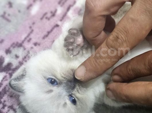 Yavru Kedi Cins Bluepoit