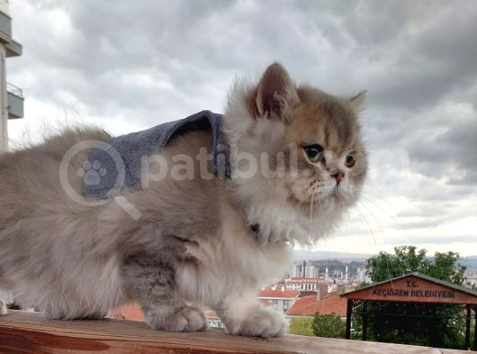 British Longhair Ay25 Erkek
