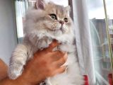 British Longhair Ay25 Erkek