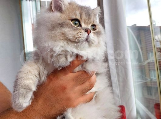 British Longhair Ay25 Erkek görsel