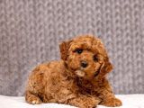 Kahve tonlu puppy kıvırcık tüylü MALTİPO CİNSİ 