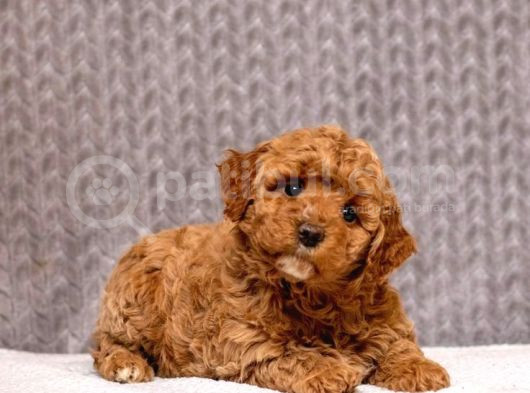 Kahve Tonlu Puppy Kıvırcık Tüylü Malti̇po Ci̇nsi̇ 