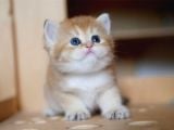 Golden British Shorthair