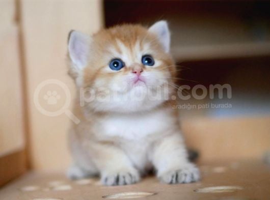 Golden British Shorthair görsel