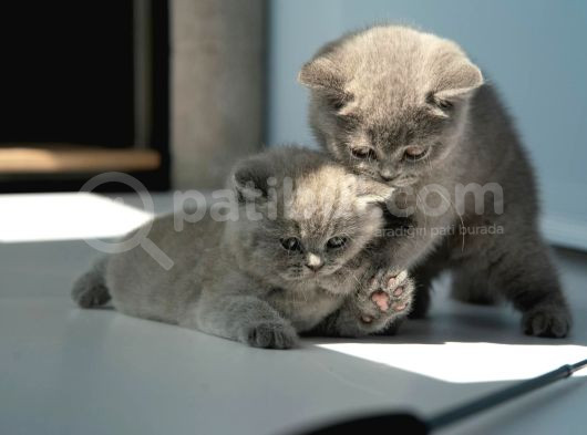 Topaç Kafa Gri̇ Bri̇ti̇sh Shorthai̇r Yavrumuz görsel