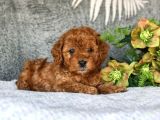 Kahve Tonlu Puppy Kıvırcık Tüylü Malti̇po Ci̇nsi̇ 