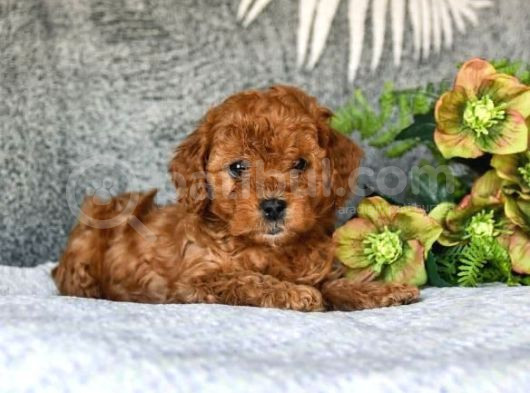 Kahve Tonlu Puppy Kıvırcık Tüylü Malti̇po Ci̇nsi̇  görsel