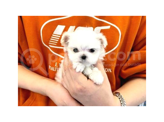 0 Numara Maltese Yavrularımız görsel