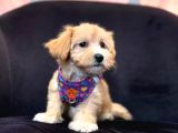 Sevimli Zeki Minik Tüy Dökmez A Secereli Maltipoo