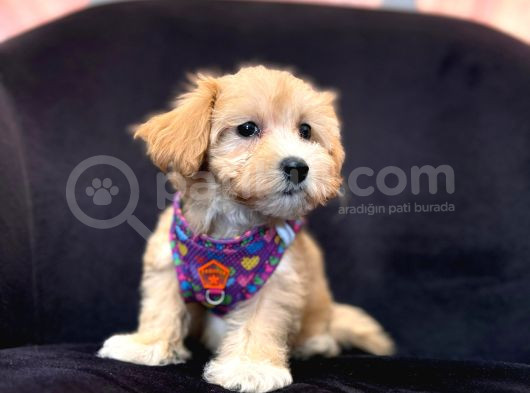 Sevimli Zeki Minik Tüy Dökmez A Secereli Maltipoo görsel