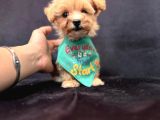 Sevimli Zeki Minik Tüy Dökmez A Secereli Maltipoo