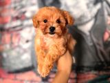 Sevimli Zeki Minik Tüy Dökmez A Secereli Maltipoo