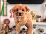 Sevimli Zeki Minik Tüy Dökmez A Secereli Maltipoo
