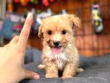 Sevimli zeki minik tüy dökmez a secereli maltipoo