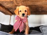 BEBEK YÜZLÜ GOLDEN A KALİTE IRK