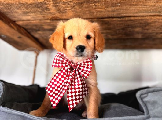 Bebek Yüzlü Golden A Kali̇te Irk