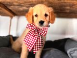 Bebek Yüzlü Golden A Kali̇te Irk