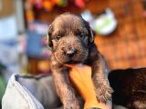 Çikolata Ve Siyah Labrador Retriever Yavrularımız