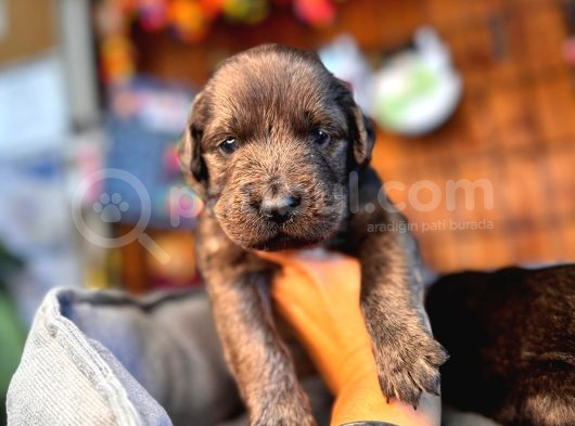 Çikolata Ve Siyah Labrador Retriever Yavrularımız görsel