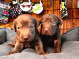 Çikolata ve siyah labrador retriever yavrularımız