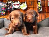 Çikolata Ve Siyah Labrador Retriever Yavrularımız