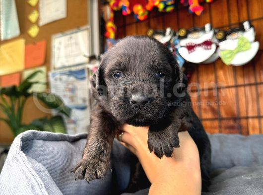 Çikolata Ve Siyah Labrador Retriever Yavrularımız görsel