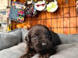 Çikolata Ve Siyah Labrador Retriever Yavrularımız