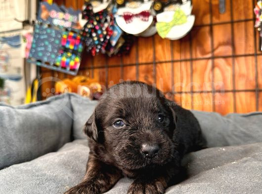 Çikolata Ve Siyah Labrador Retriever Yavrularımız görsel