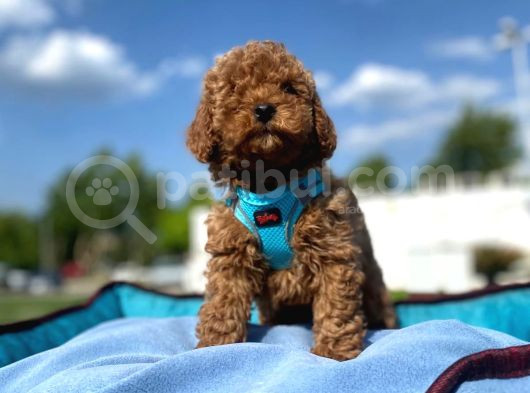 Petibör tadında toy poodle bebeklerimiz