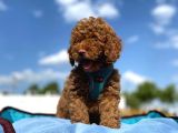 Petibör Tadında Toy Poodle Bebeklerimiz