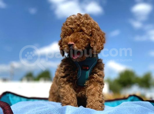 Petibör Tadında Toy Poodle Bebeklerimiz görsel