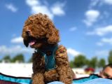 Petibör Tadında Toy Poodle Bebeklerimiz