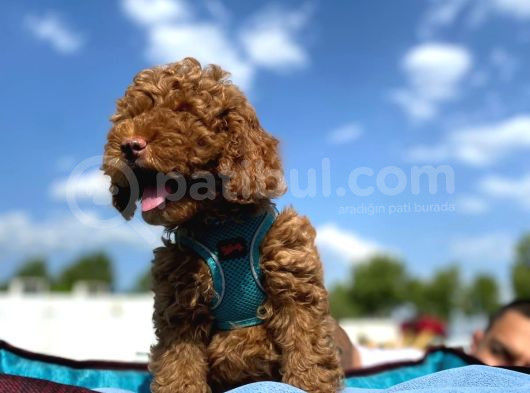 Petibör Tadında Toy Poodle Bebeklerimiz görsel