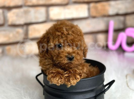 Irk kg sağlık garantili büymeyen toy poodle bebeklerimiz
