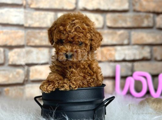 Irk Kg Sağlık Garantili Büymeyen Toy Poodle Bebeklerimiz görsel