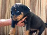 Üst Kalite Rotweiller Bebekler