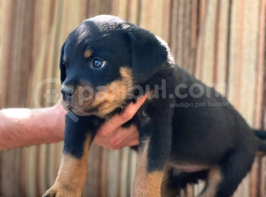Üst Kalite Rotweiller Bebekler görsel