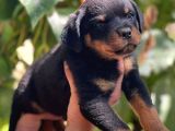 Üst Kalite Rotweiller Bebekler
