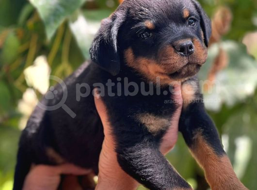 Üst Kalite Rotweiller Bebekler