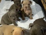 Kaliteli Abkc Scrli Exotic Bully Yavrularımız