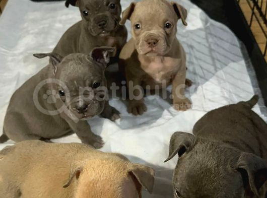 Kaliteli Abkc Scrli Exotic Bully Yavrularımız görsel