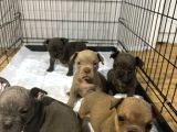 Kaliteli Abkc Scrli Exotic Bully Yavrularımız